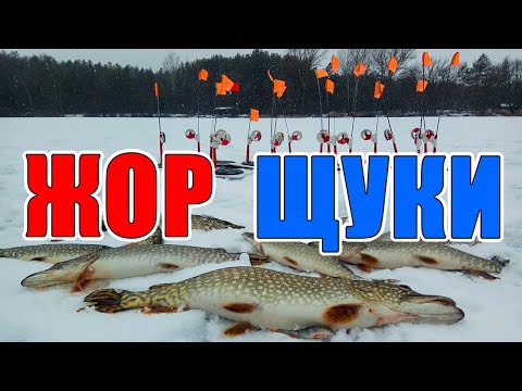 ЖОР ЩУКИ на