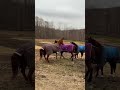 Silly Horses Doing Silly Things 🐴#SillyHorses#HorseFails#CuteHorses#HorseLife