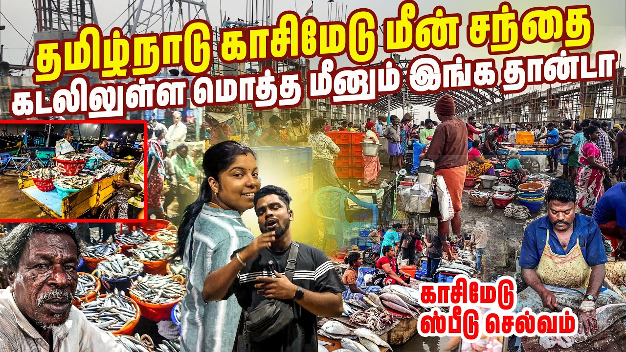 இலங்கையில் இல்லாத பல மீன்கள் தமிழ்நாட்டில்😵| kasimedu | Chennai | #jesivlogs
