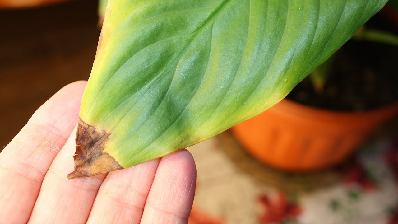 сохнут листья у спатифиллума что делать