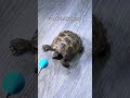 Watch me try to target train my Russian tortoise, Blueberry