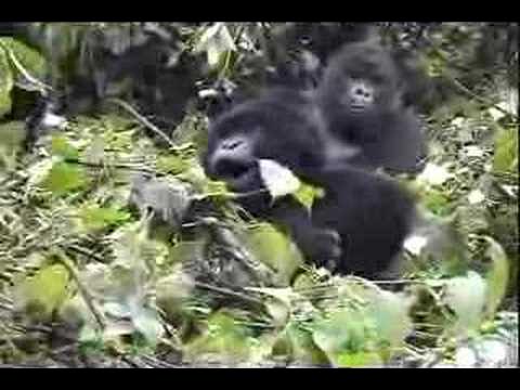 Gorillas on Mt Sabinyo (Part 2)