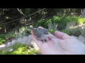 California Bushtit Baby