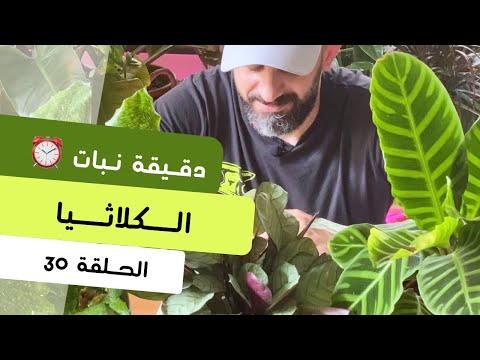 فيديو: العناية بنبات الطاووس - العناية بنباتات كالاتيا بيكوك المنزلية