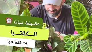 دقيقة نبات |٣٠| طرق العناية بنبات الكلاثيا
Calathea care - quick tips