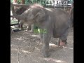 Disabled Baby Elephant’s First Steps Will Melt Your Heart 🐘❤️