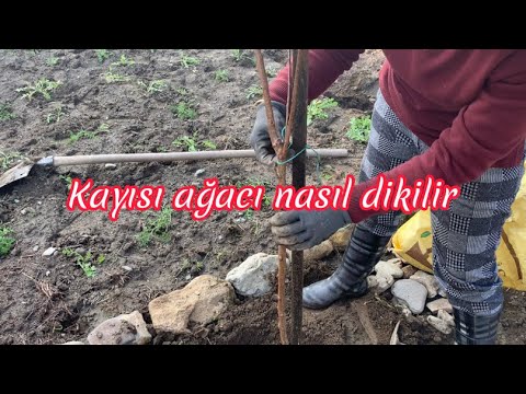 Kayısı ağacı nasıl dikilir/kayısı fidanı nasıl dikilir/fidan dikimi/