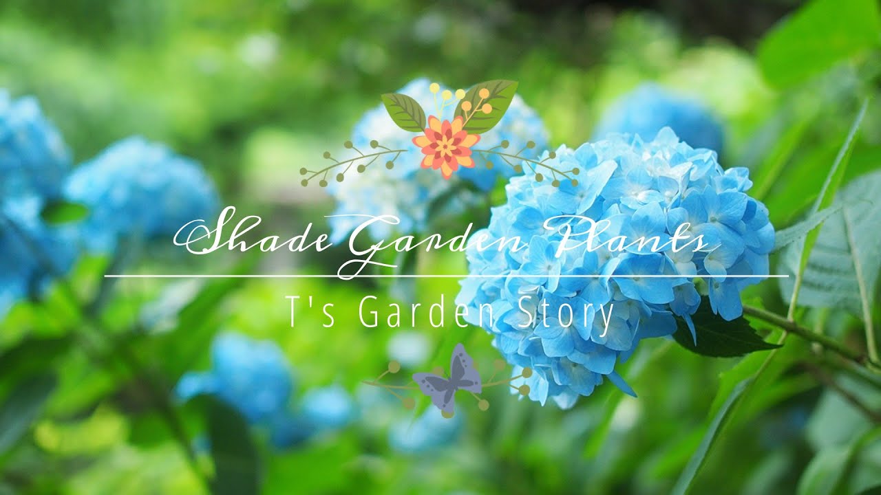 日陰をいかす庭づくり 半日陰で育つ湿気に強い植物 花 リーフ グランドカバー 低木 T S Gardenのガーデニング Youtube