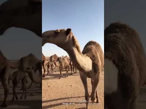 بنات الذهب فيصل طلق بن بلعوس خالي 