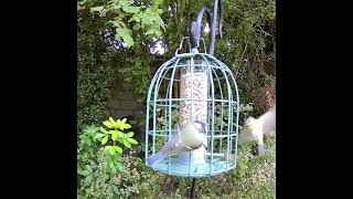 The Nuttery Compact Squirrel-Proof Bird Feeder (Square)