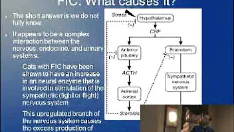 Feline Idiopathic Cystitis Dr. Jon Souders Part I.