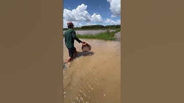 Cao thủ đẩy côn bắt cá lóc miền tây