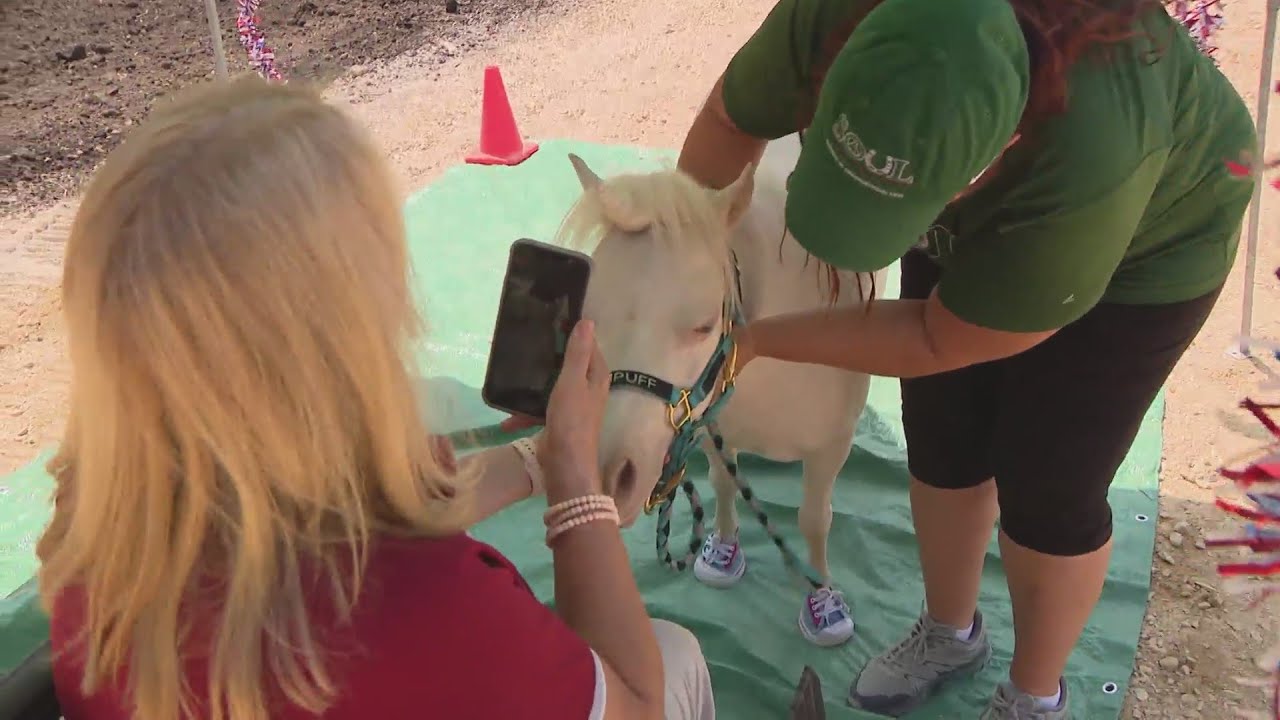 Therapy animals still lifting spirits one Zoom call at a time