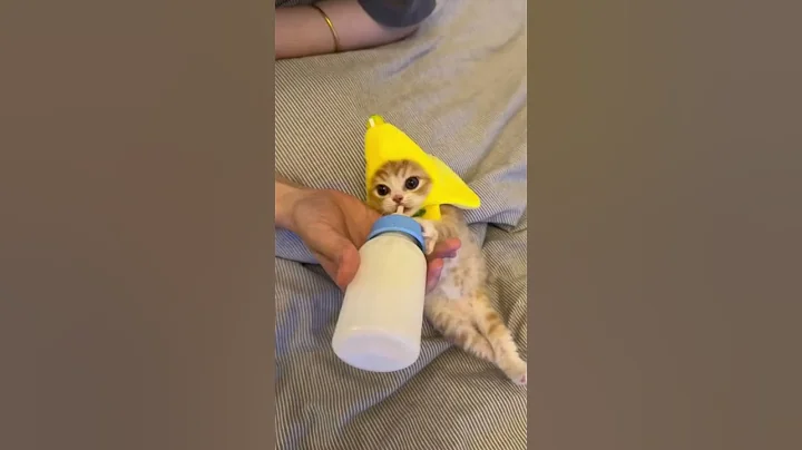 Video 11864511: catlover cats kittycat, funnycats catlove kittycat, kitty catlover funnycats, kitty catlover cats funny, cat kitten cute funny, adorable kitten