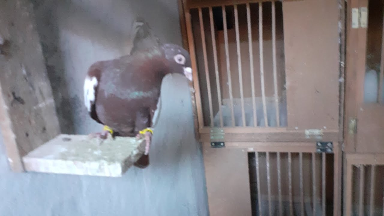 Degisik bir kaçak yakaladım ve kümesi renklendirdim 