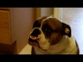 Fuji X-A2 Review - Day 2 - Penny the Bulldog (Video Test Handheld Shutter Priority AF)