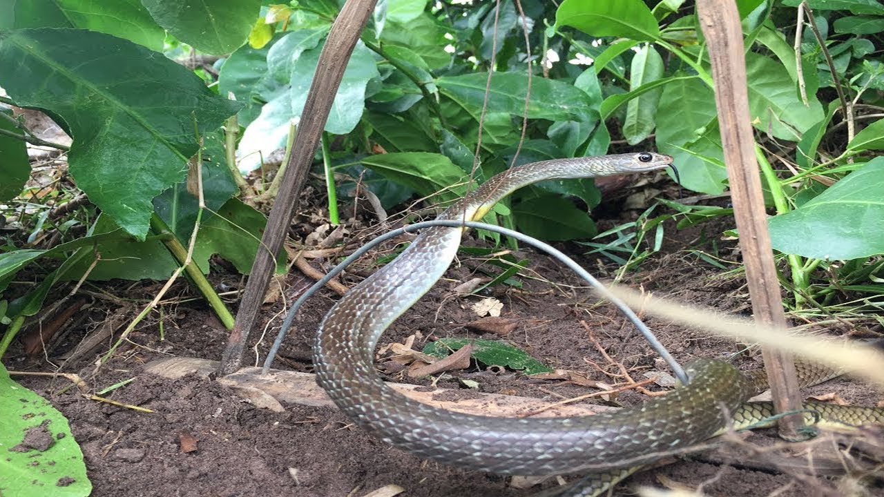 How to find and catch snake Amazing way to catch a snake by using