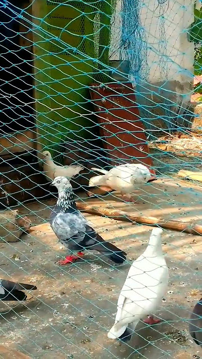 full Sera pigeons/story 🕊️ #kobutorer