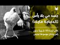 غرائب فسرها العلم قصة الديك مايك جسد حي بلا رأس