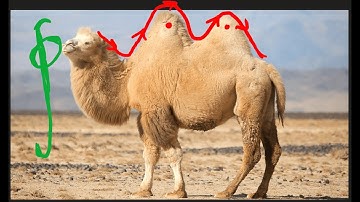 Cauchy Principal Part