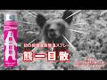 熊撃退スプレー【 熊一目散 】商品詳細は概要欄のリンクからご覧ください。　　　　　　　　　　#Bear #熊 #熊と遭遇 #ヒグマ #ツキノワグマ #熊撃退スプレー#くま＃クマ