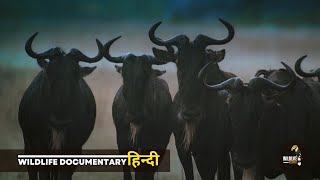 Migration, Serengeti - हिन्दी डॉक्यूमेंट्री | Wildlife documentary in Hindi by Wildlife Telecast  16,454 views 2 months ago 20 minutes