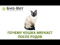 Почему Кошка Мяукает После Родов & Поведение Кошки После Родов. Ветклиника Био Вет