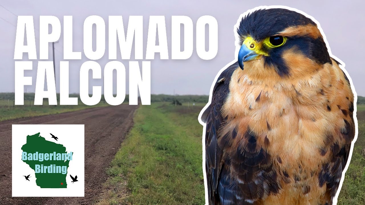 In Search of Aplomado Falcons: A South Texas Birding Adventure