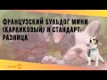 Французский бульдог мини (карликовый) и стандарт: разница