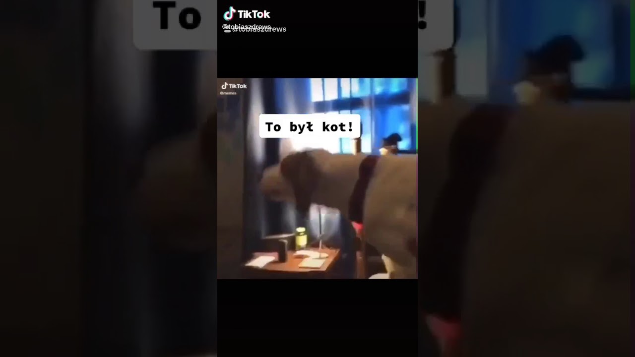 Pies się tlumaczy YouTube