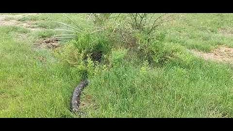 Python returns to wild