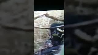 DOGMAN OR WEREWOLF THE REAL VIDEO #mystery