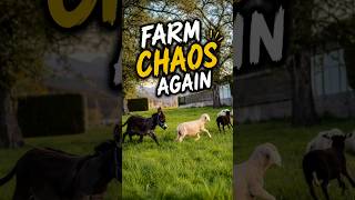 Just another normal evening on the farm 🤪😅 #poellpets