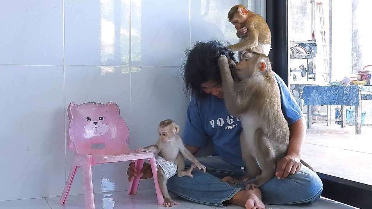 Little Luka's Family Happily Plays And Grooming Routine