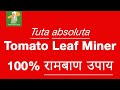 Tuta absoluta Control in Tomato, Tomato leaf miner control, टूटा एब्सोलुटा उपाय, टमाटर लिफमायनर उपाय