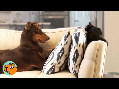 Huge Doberman Lets Cat Climb All Over Him | 3 Best Stories