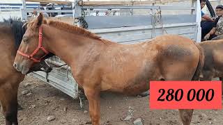 видео: Айғыр мініс аттар, Алматы ұзынағаш мал базар. 06 08 23 картинка: Айғыр мініс аттар, Алматы ұзынағаш мал базар. 06 08 23