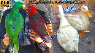 Lalukhet Exotic Bird Parrot Hen and Rooster Market 24-12-23 Karachi Part 1 الببغاوات والدجاج والطيور