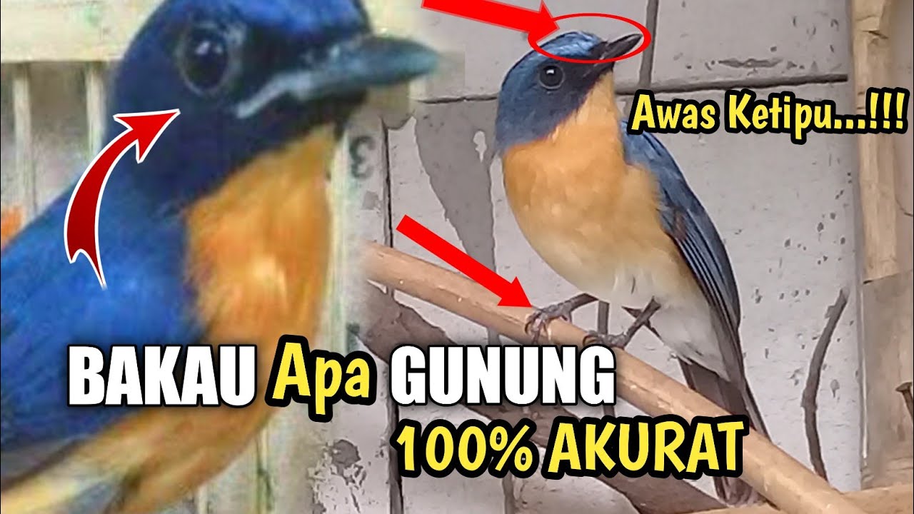 8 Perbedaan TLEDEKAN Gunung dan BAKAU Paling akurat