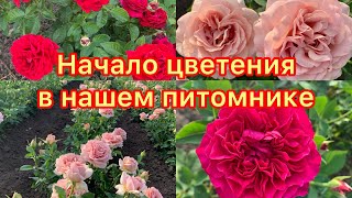 видео: Начало цветения в нашем питомнике maryroses.ru картинка: Начало цветения в нашем питомнике maryroses.ru