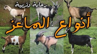 أنواع الماعز Goat Breed