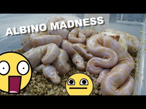 pet snakes and dogs Albino Madness !! Egg Cutting And Updates !!