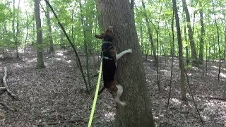 Abigail the Treeing Walker Coonhound