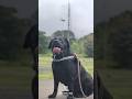 Lion Roaring🦁 #shorts #shortsfeed #shortsvideo #dogshorts#funny