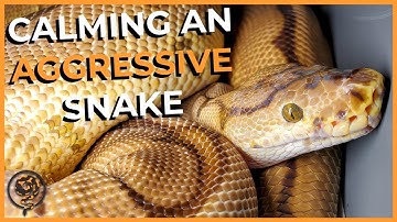 Hoe je een agressieve slang temt (en waarom ze zich in de eerste plaats agressief gedragen)