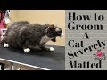 Grooming an extremely matted cat