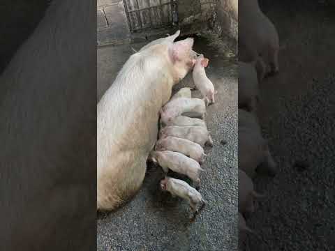There’s nothing nice about pig farming. The smell is the worst!!