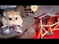 Best HAMSTER ADVENTURE STORIES with REAL LIFE ANIMALS 🐹