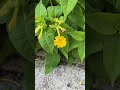 夏色のオシロイバナ #flowers #野の花#花