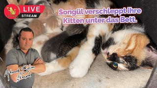 Songül verschleppt ihre Kitten unter das Bett.